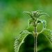 Macro shot of a vibrant green stinging nettle plant with a blurred background.